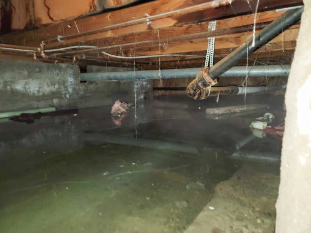Best Flood damage cleanup  in Ste Genevieve, MO